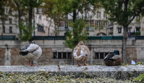 Ducks Relaxing Riverbank Seine River Paris France — Stock Photo, Image