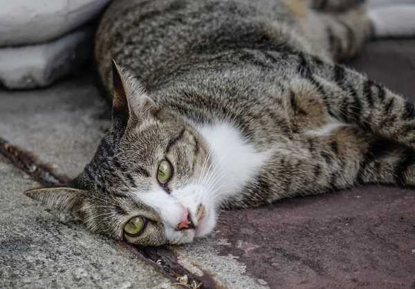 Lat Katt Som Avkopplande Gamla Hus Bangkok Thailand — Stockfoto