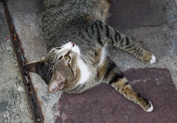 Gato Perezoso Relajándose Vieja Casa Bangkok Tailandia — Foto de Stock