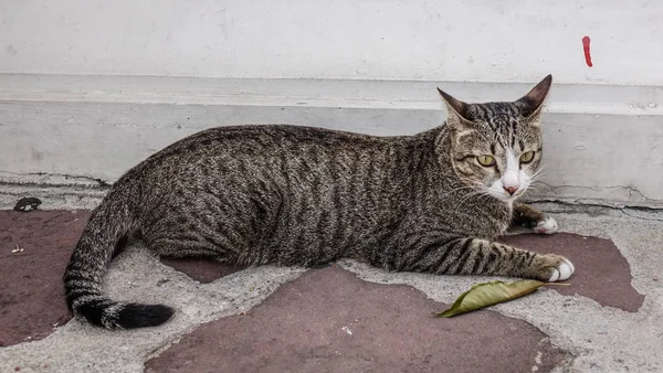 Gato Perezoso Relajándose Vieja Casa Bangkok Tailandia — Foto de Stock