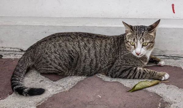 Leniwy Kot Relaksujący Old House Bangkok Tajlandia — Zdjęcie stockowe
