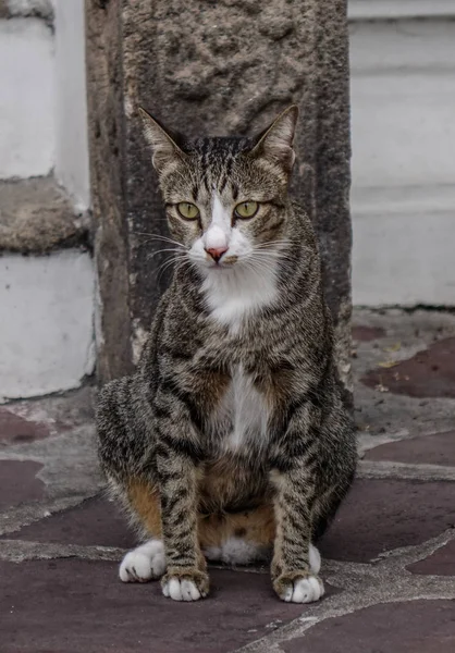 Pisică Leneșă Relaxată Casă Veche Din Bangkok Thailanda — Fotografie, imagine de stoc