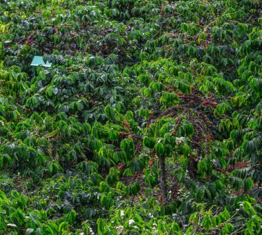 Kahve çekirdekleri bir tesisi Dalat, orta Highland, Vietnam, Tarih.