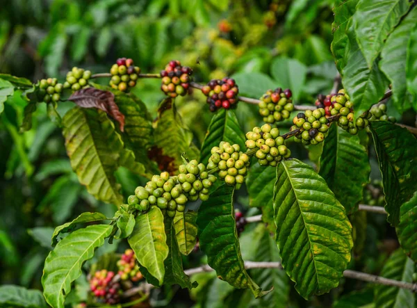 Café Grains Sur Une Plante Dalat Central Highland Vietnam — Photo