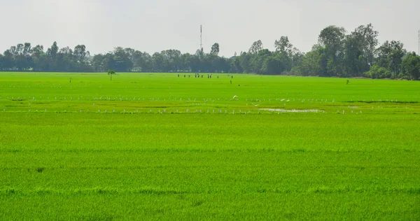 Reisfeld Bei Sonnigem Tag Mekong Delta Südvietnam — Stockfoto