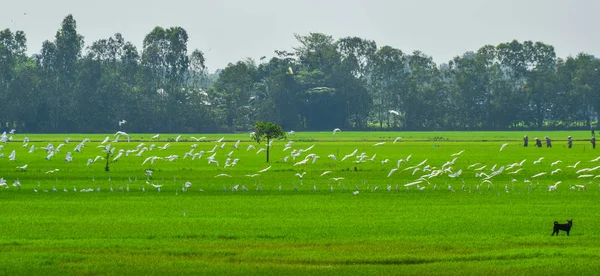 Белые Птицы Пролетают Над Рисовым Полем Солнечный День Дельте Меконга — стоковое фото