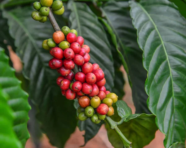 Kávová Zrna Závodě Dalat Centrální Highland Vietnam — Stock fotografie