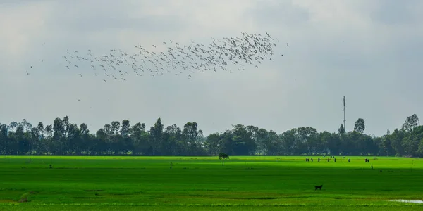 晴れた日 ベトナム南部のメコン デルタで田んぼの上を飛んで白い鳥 — ストック写真