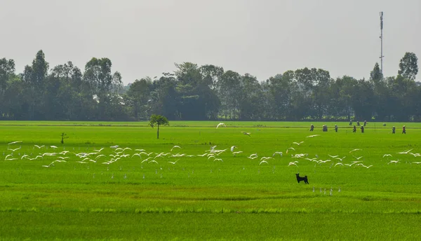 Белые Птицы Пролетают Над Рисовым Полем Солнечный День Дельте Меконга — стоковое фото