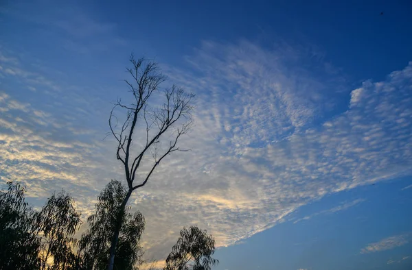 Lonely Tree Blue Sky Summer Day Dalat Vietnam — Stock Photo, Image