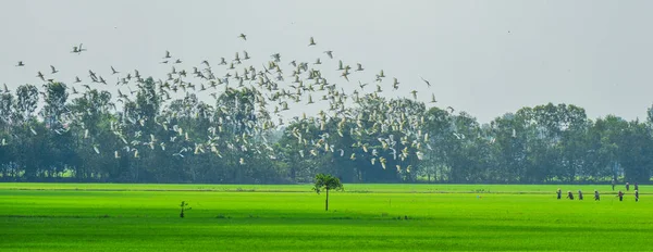 Mekong Delta Güney Vietnam Güneşli Bir Günde Pirinç Alan Üzerinde — Stok fotoğraf