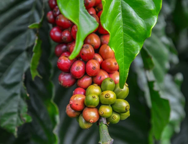 Granos Café Una Planta Dalat Highland Central Vietnam —  Fotos de Stock