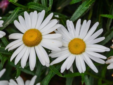 Large chamomile flowers blooming at garden in spring time. clipart