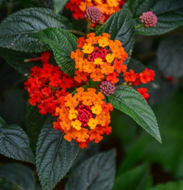 Da bilinen büyük-adaçayı (Malezya), tickberry (Güney Afrika Umbelanterna (Latince Lantana camara),).