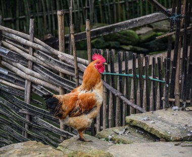 Ha Giang, Vietnam için dağ köyü'nde tavuk.
