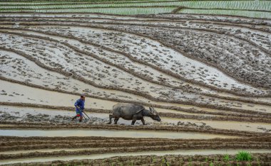 Sa Pa, Vietnam - 31 Mayıs 2016. Manda Sapa, Kuzey Vietnam teraslı pirinç alanında çalışan bir çiftçi.