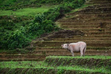 Siyah ve beyaz Vietnamca manda Sapa, Vietnam için dağ köyü'nde.