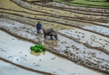Sa Pa, Vietnam - 31 Mayıs 2016. Manda Sapa, Kuzey Vietnam teraslı pirinç alanında çalışan bir çiftçi.