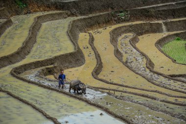Sa Pa, Vietnam - 31 Mayıs 2016. Manda Sapa, Kuzey Vietnam teraslı pirinç alanında çalışan bir çiftçi.