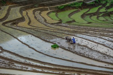 Sapa, Kuzey Vietnam teraslı pirinç alanında çalışan.