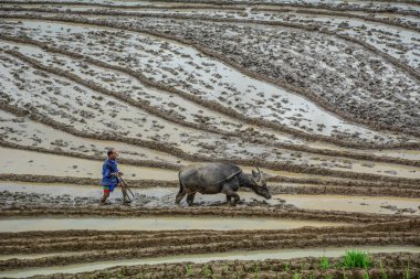 Sa Pa, Vietnam - 31 Mayıs 2016. Manda Sapa, Kuzey Vietnam teraslı pirinç alanında çalışan bir çiftçi.