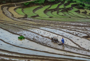 Manda Sapa, Kuzey Vietnam teraslı pirinç alanında çalışan bir çiftçi.