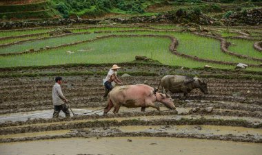 Sapa, Vietnam - 31 Mayıs 2016. Çiftçiler su bufalo Sapa, Kuzey Vietnam teraslı pirinç alanında çalışma ile.