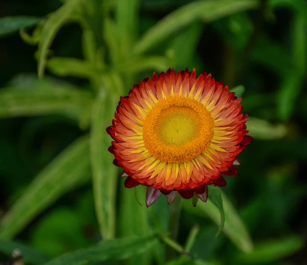 Žlutá Strawflower Xerochrysum Bracteatum Helichrysum Kvete Městském Parku Jarním Období — Stock fotografie