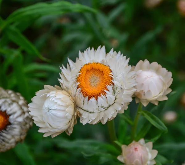 Gelbe Erdbeere Xerochrysum Bracteatum Helichrysum Blüht Stadtpark Frühling — Stockfoto