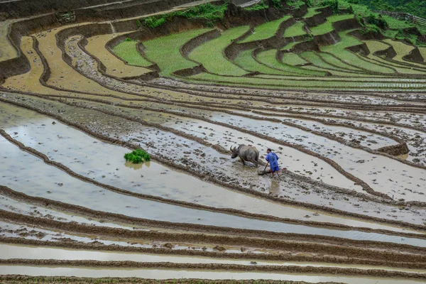 Trabalhando Campo Arroz Terraços Sapa Vietnã Norte — Fotografia de Stock