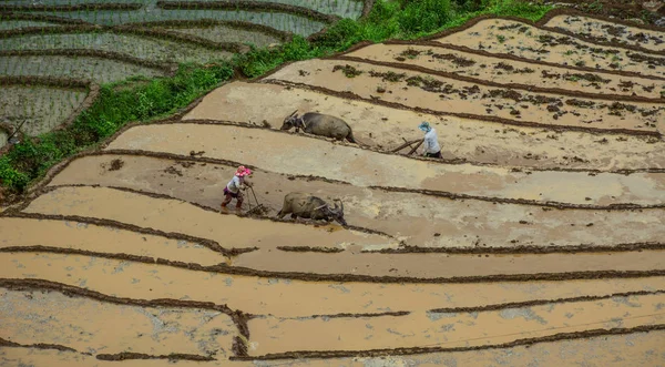 Trabalhando Campo Arroz Terraços Sapa Vietnã Norte — Fotografia de Stock
