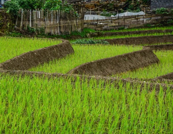 Belos Campos Arroz Terraços Estação Chuvosa Vietnã Norte — Fotografia de Stock