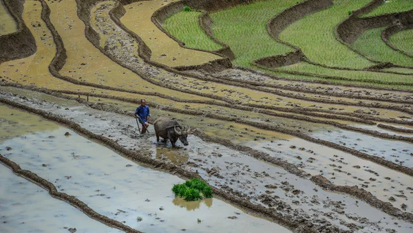 Sa Pa, Vietnam - 31 Mayıs 2016. Manda Sapa, Kuzey Vietnam teraslı pirinç alanında çalışan bir çiftçi.
