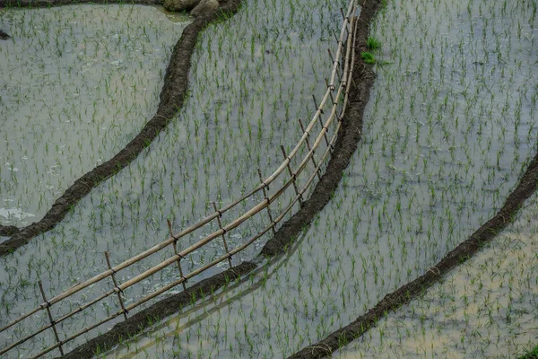 Vackra Terrasserade Risfälten Regnperioden Norra Vietnam — Stockfoto