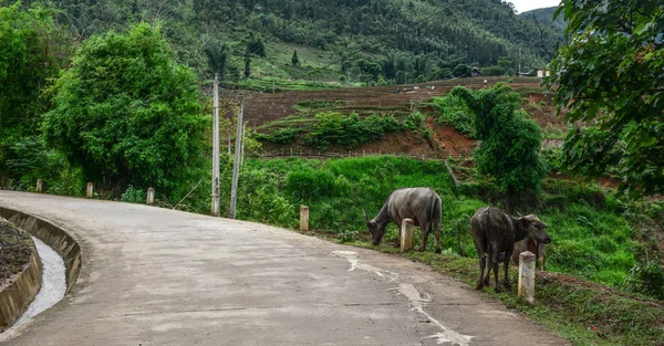 越南萨帕山村的黑白越南水牛 — 图库照片