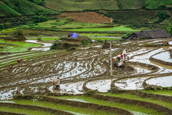 Beautiful terraced rice fields on rain season in Northern Vietnam.