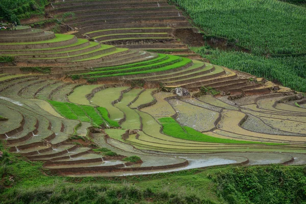Όμορφη Ορυζώνες Πεδία Στην Εποχή Των Βροχών Στο Βόρειο Βιετνάμ — Φωτογραφία Αρχείου