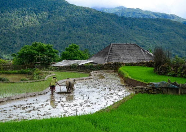 Arbeit Auf Dem Reisterrassenfeld Sapa Nordvietnam — Stockfoto