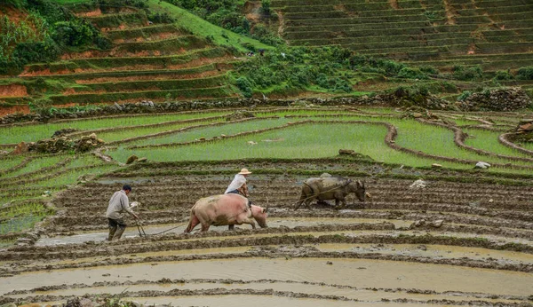 Travailler Sur Rizière Terrasses Sapa Nord Vietnam — Photo