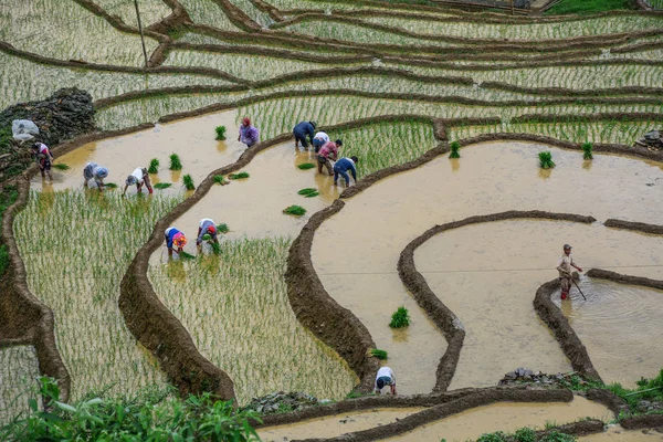 Sapa Vietnam Mai 2016 Agriculteurs Travaillant Sur Une Rizière Sapa — Photo