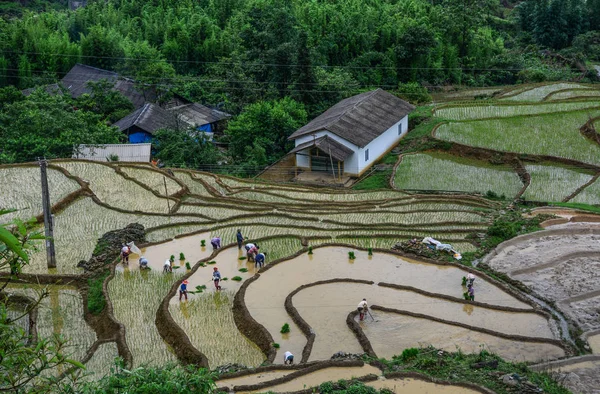 Beautiful terraced rice fields on rain season in Northern Vietnam.