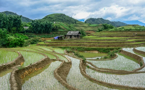 Prachtige Terrasvormige Rijstvelden Regenseizoen Noord Vietnam — Stockfoto