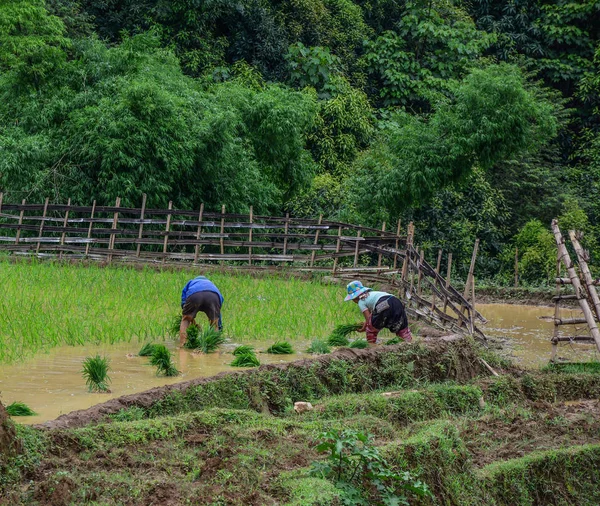 Piękny Tarasowych Pól Ryżowych Pora Deszczowa Północnym Wietnamie — Zdjęcie stockowe