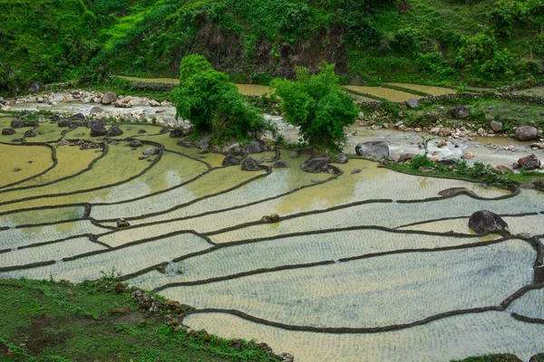 Hermosos Campos Arroz Terrazas Temporada Lluvias Vietnam Del Norte — Foto de Stock