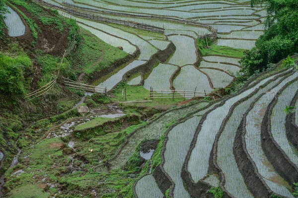 Beautiful terraced rice fields on rain season in Northern Vietnam.