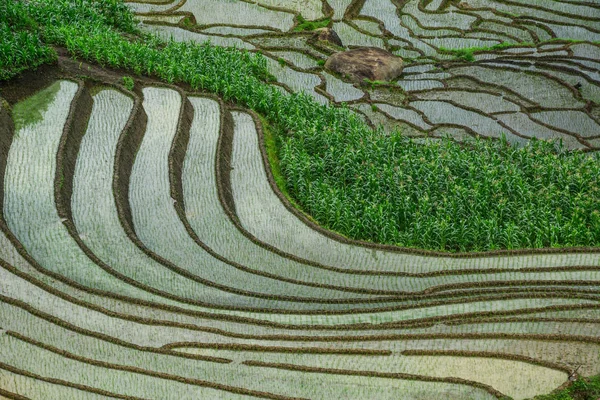 Belos Campos Arroz Terraços Estação Chuvosa Vietnã Norte — Fotografia de Stock