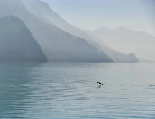 Szwajcarski Jezioro Zachodzie Słońca Brienz Szwajcaria Turkusowy Jeziora Brienz Jest — Zdjęcie stockowe