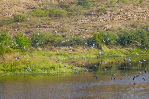 Wiele Ptaków Przelatujących Nad Jeziorem Jodhpur India — Zdjęcie stockowe