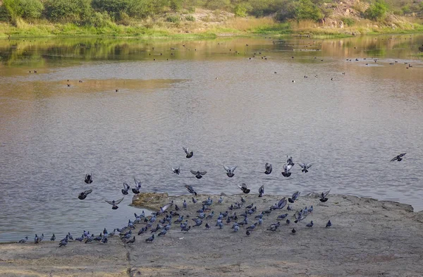 Jodhpur Hindistan Göl Üzerinde Uçan Birçok Kuş — Stok fotoğraf