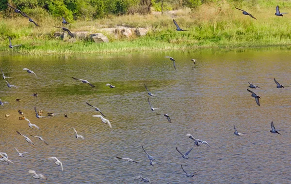 Viele Vögel Fliegen Über Den See Jodhpur Indien — Stockfoto